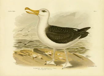 Albatros de ceja negra, 1891